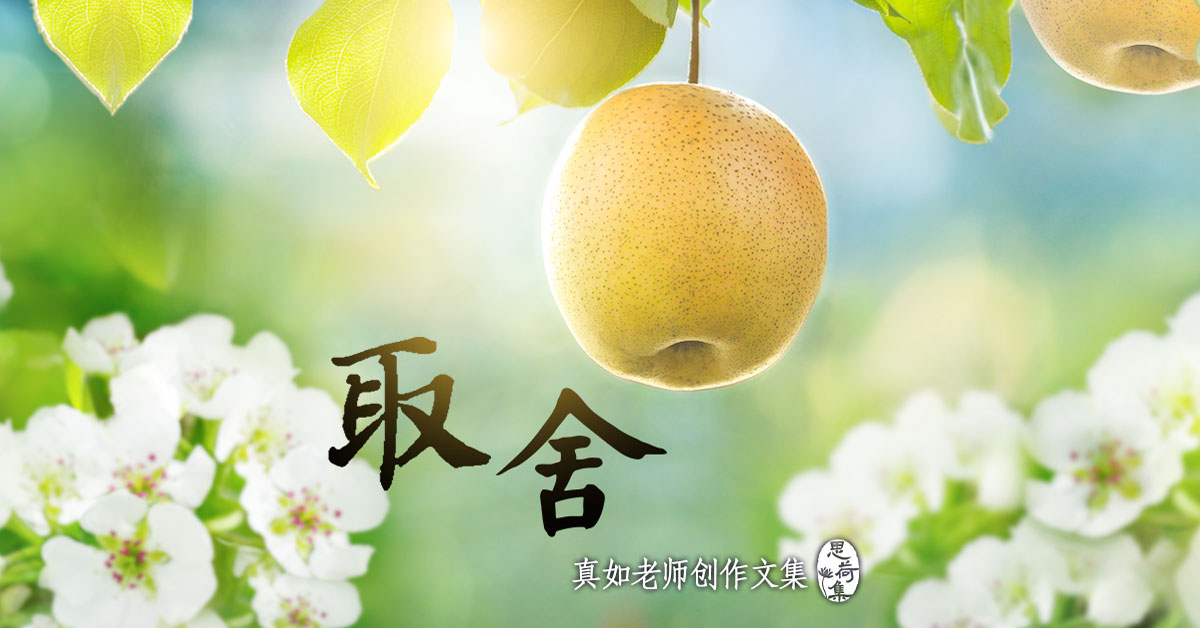 取舍|思荷集.真如老师文集